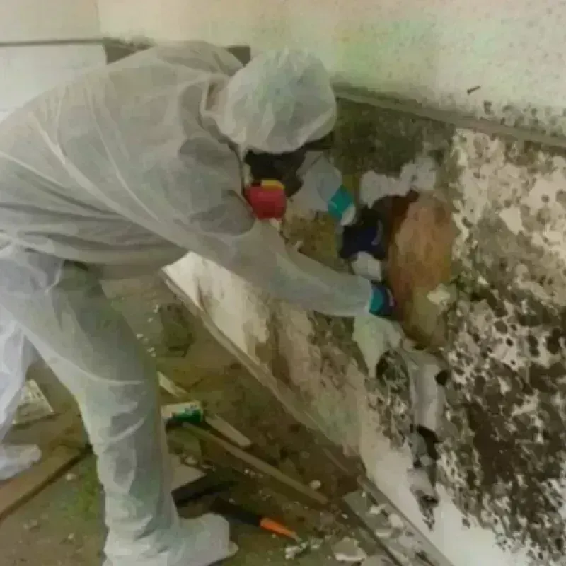 Mold Remediation and Removal in Columbia City, IN